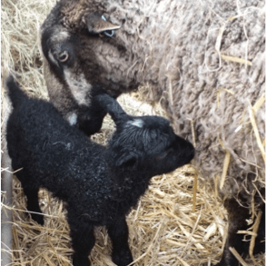 Downacres Shetland Sheep