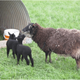 Downacres Shetland Sheep